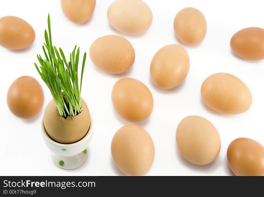 The egg in egg-cup with growing grass among other eggs