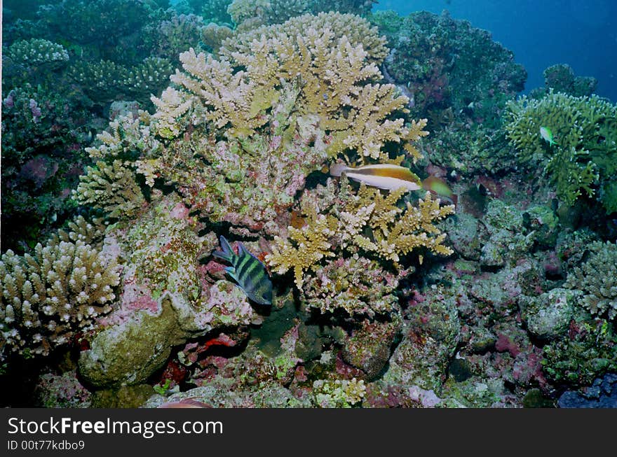 Underwater life of coral reef