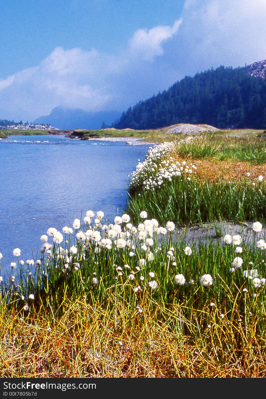 A beautiful mountain lake in Alps with white flower  - Switzerland