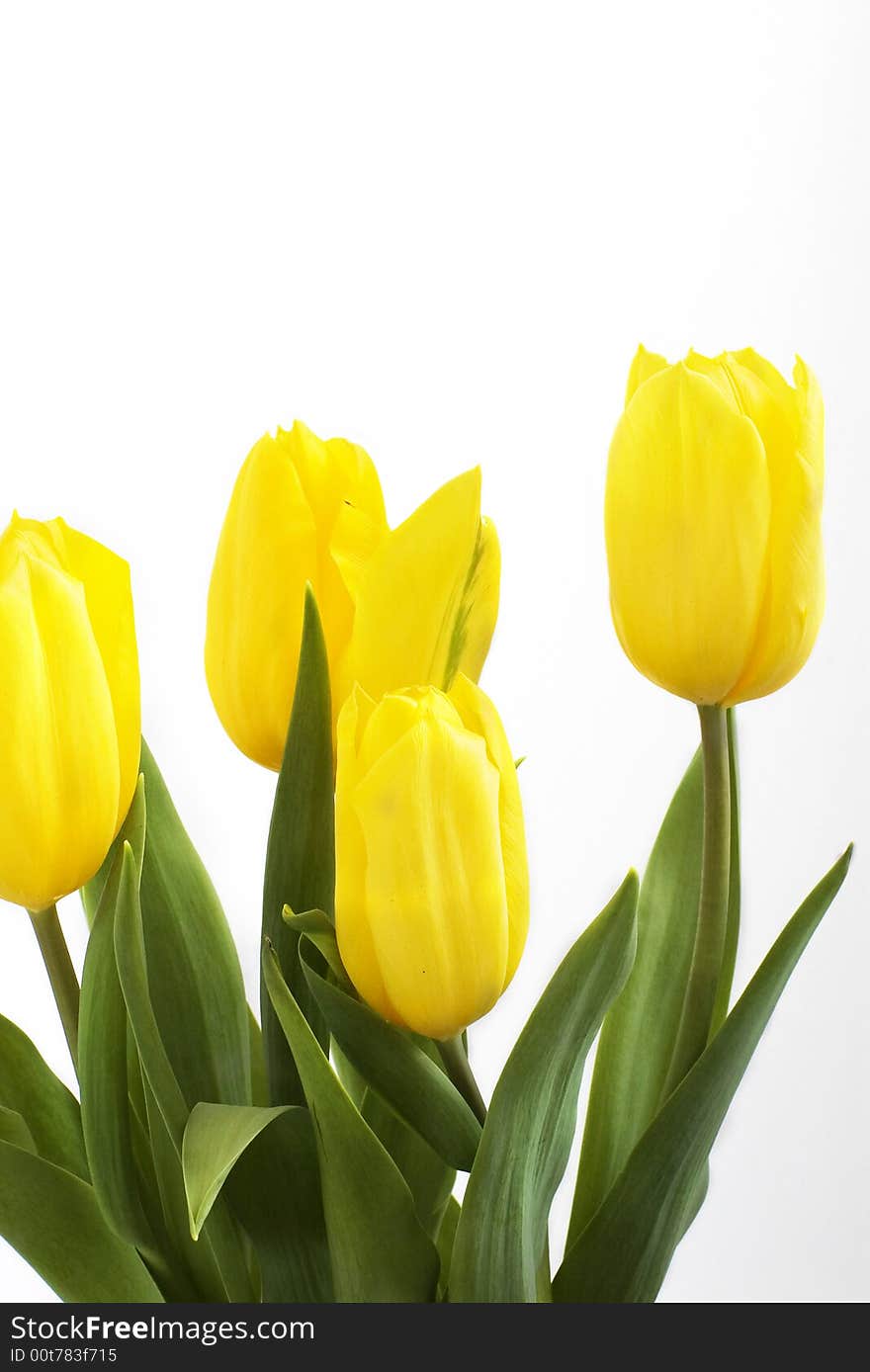 Fresh tulips isolated on white background