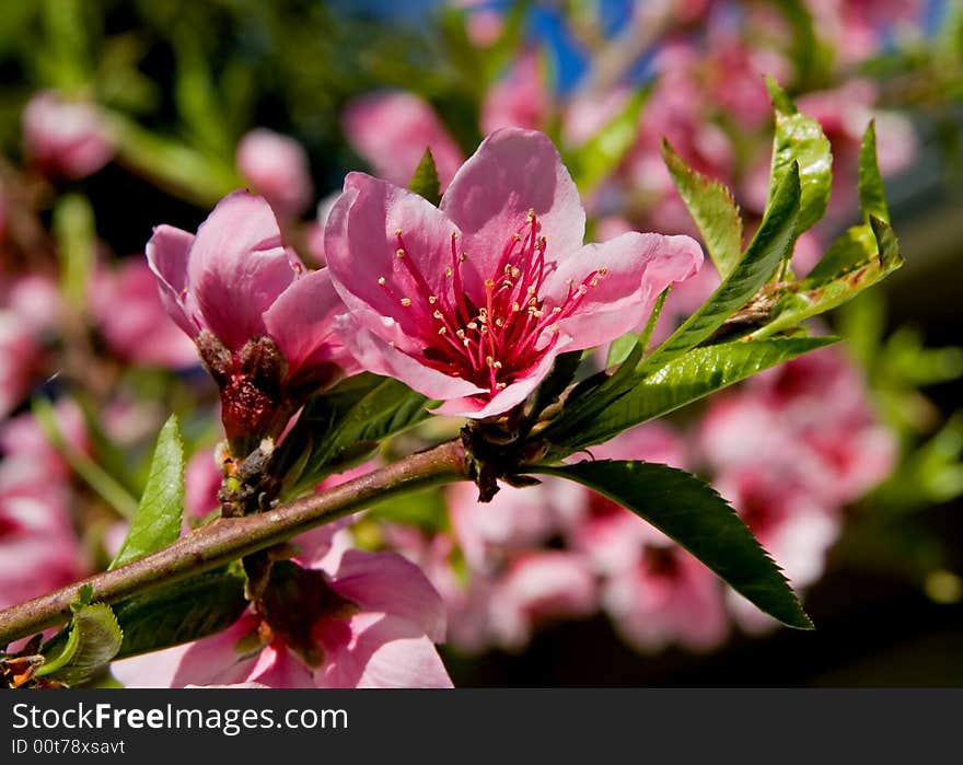 Blooming pink flowers on the tree. Blooming pink flowers on the tree