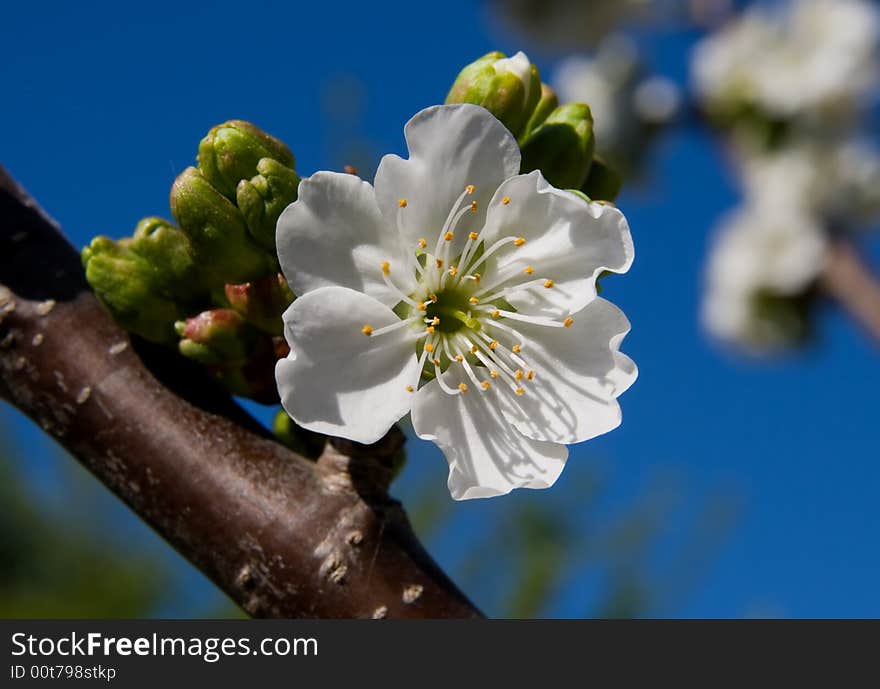 Blooming trees in a spring