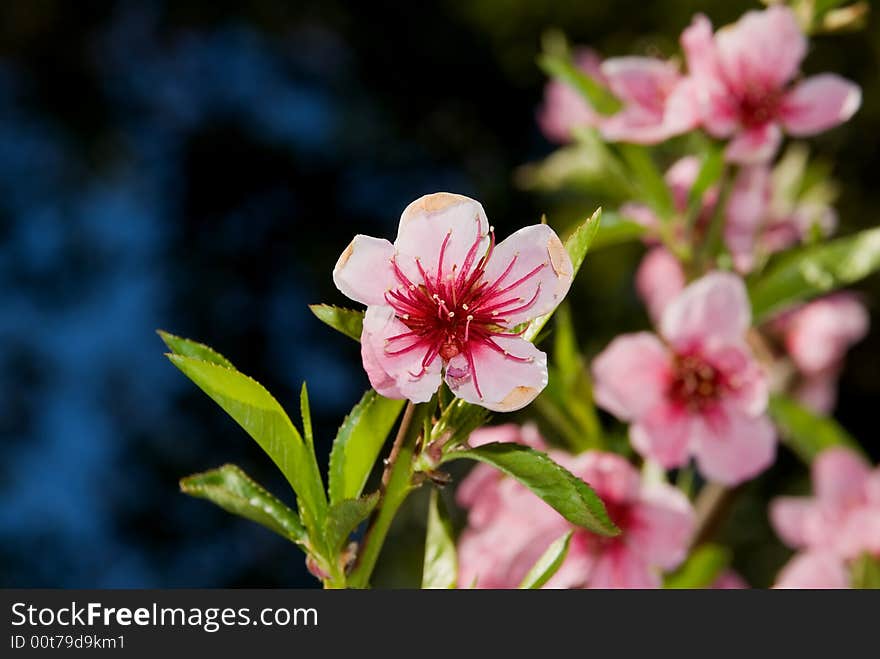 Blooming trees in a spring