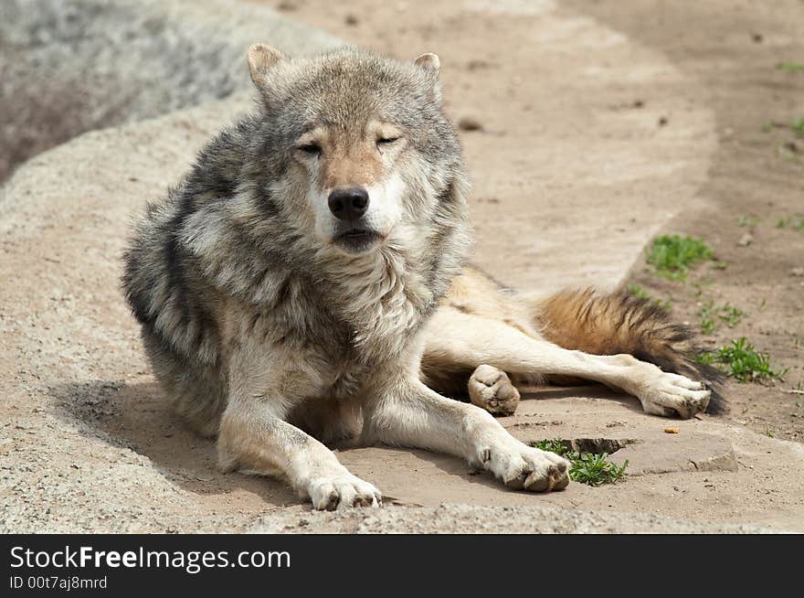 A grey wolf having rest on the rock