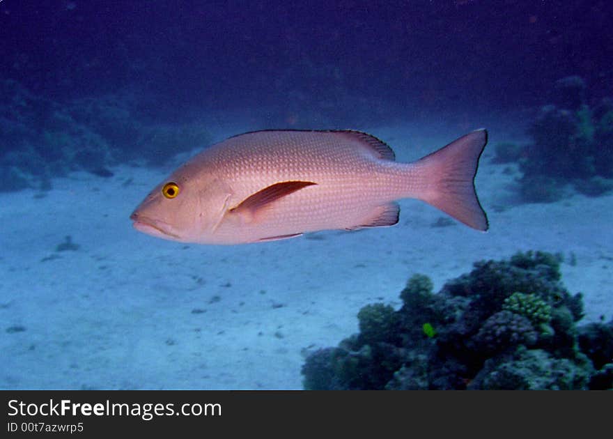 Underwater Life Of Coral Reef