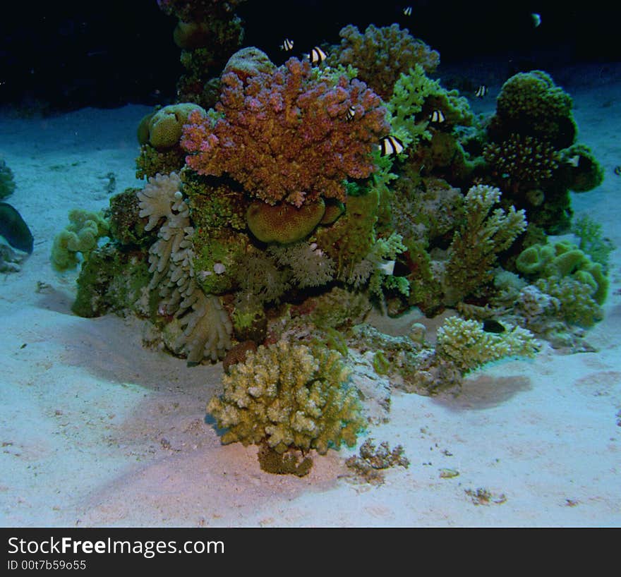 Underwater Life Of Coral Reef