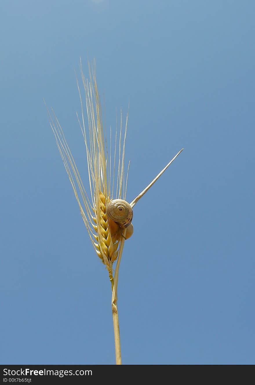 A wheat with a snail on it