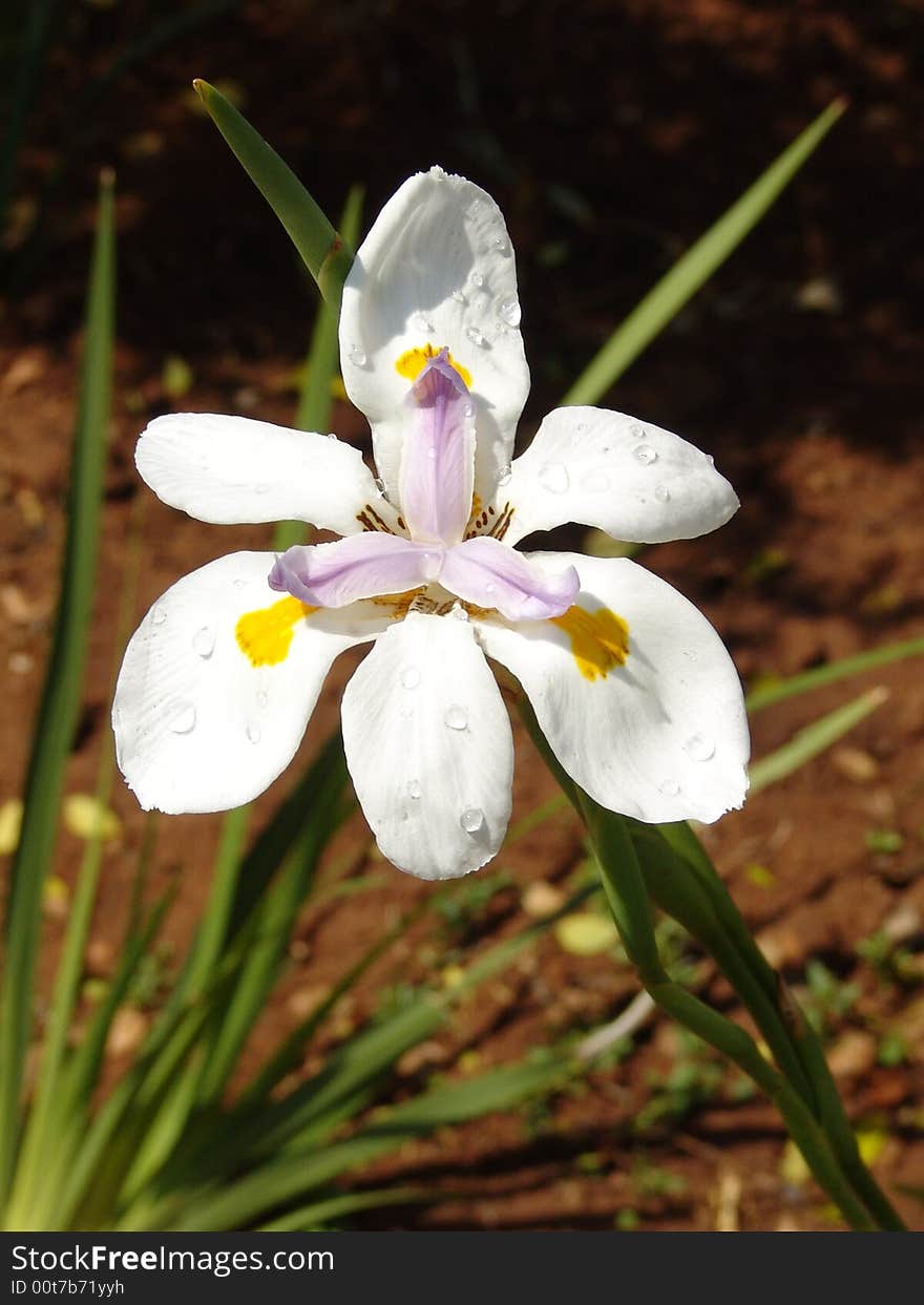 Beautiful iris with early morning dew. Beautiful iris with early morning dew