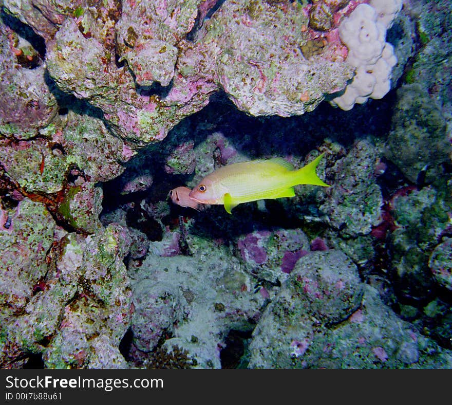 Underwater life of coral reef