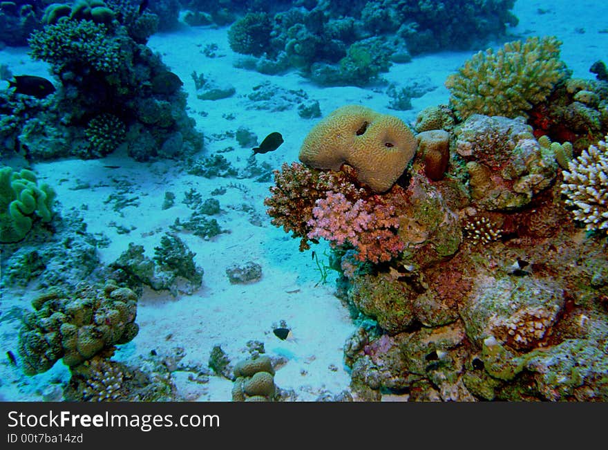 Underwater life of coral reef