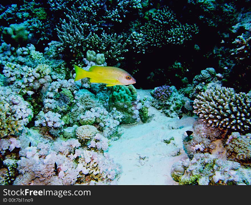 Underwater life of coral reef