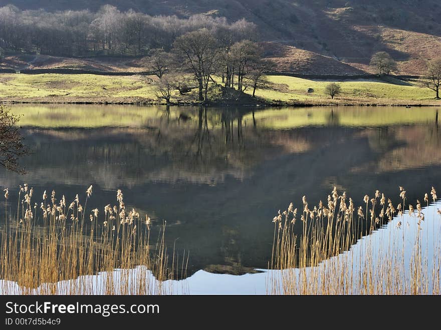 Reeds on Rydal Water