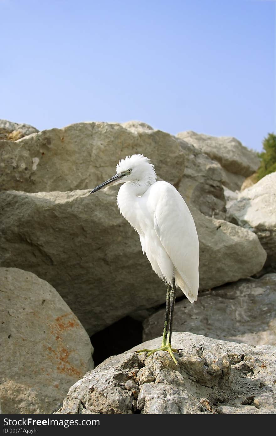 Great Egret ( Ardea alba ). Russia, Black sea