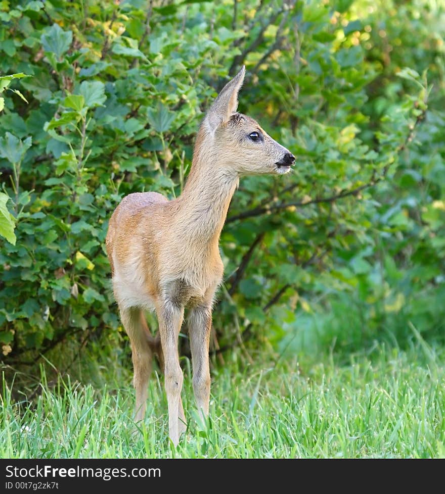 Roe deer. Russian nature, Voronezh area.