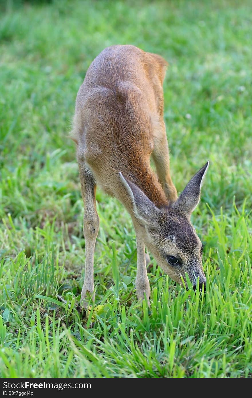 Roe deer. Russian nature, Voronezh area.