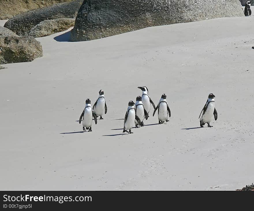 Penguins on the beach in south africa