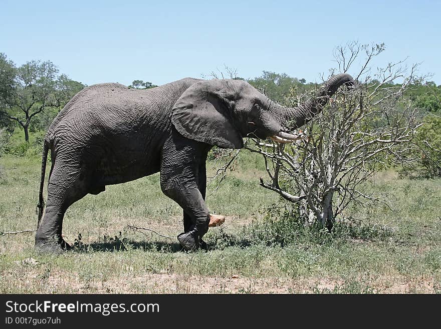 South african elephant in the national reservation. South african elephant in the national reservation