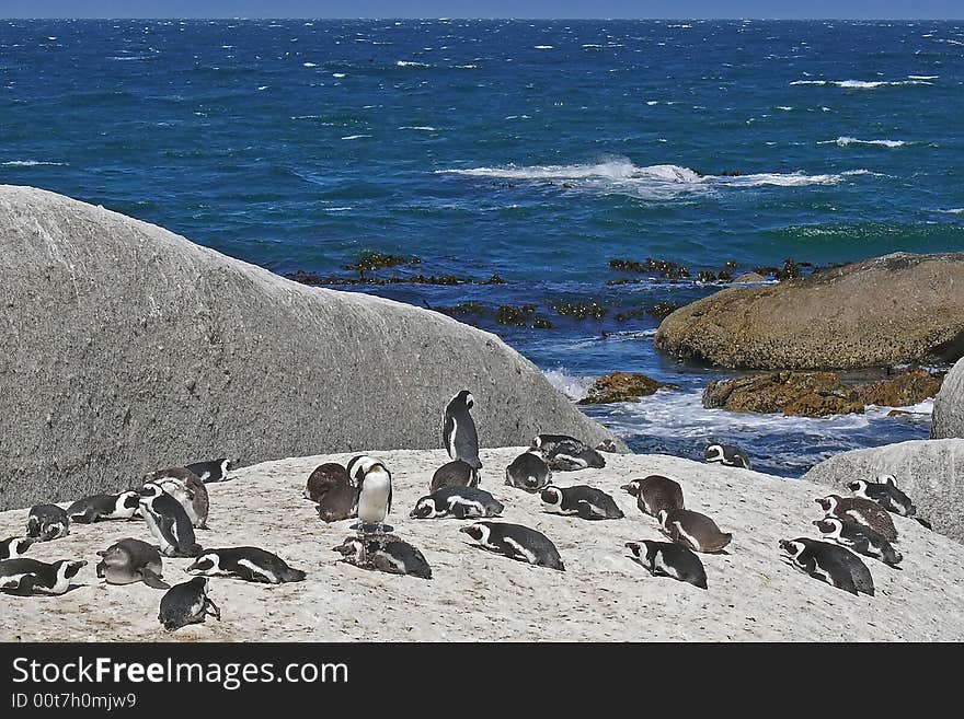 Penguins resting