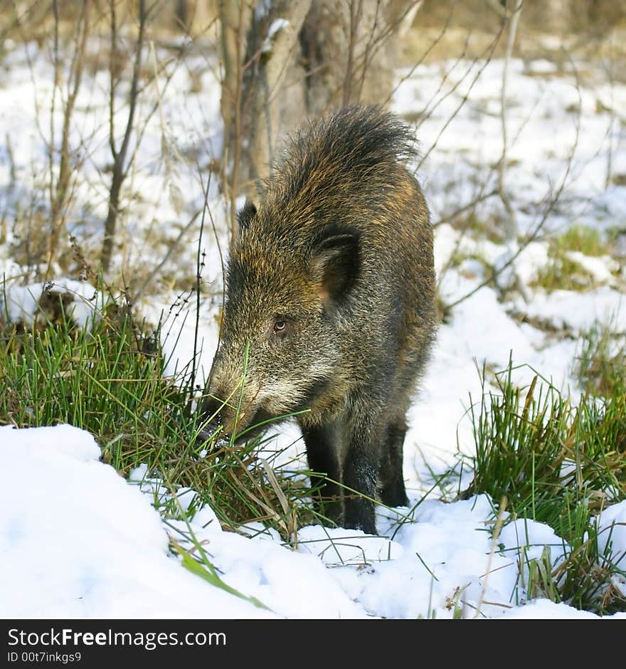 Wild boar. Russian nature, Voronezh area.