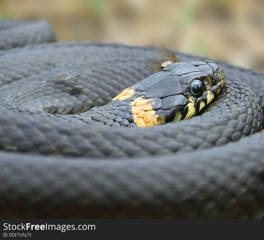 Grass-snake