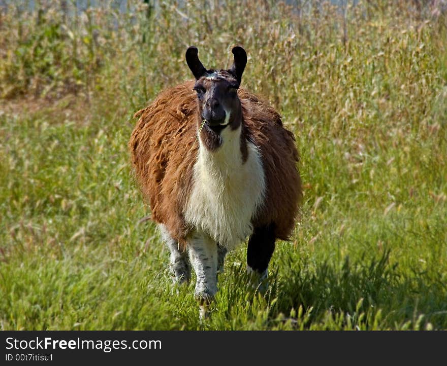 Lama chewing grass in the field