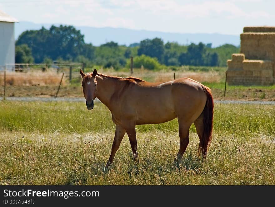 Brown horse at the ranch