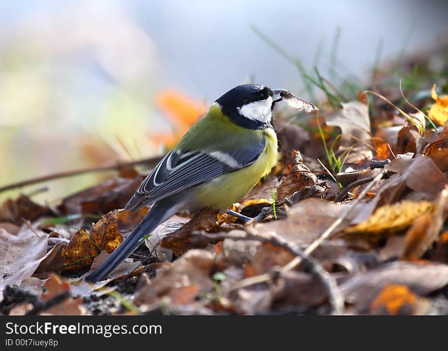 Titmouse