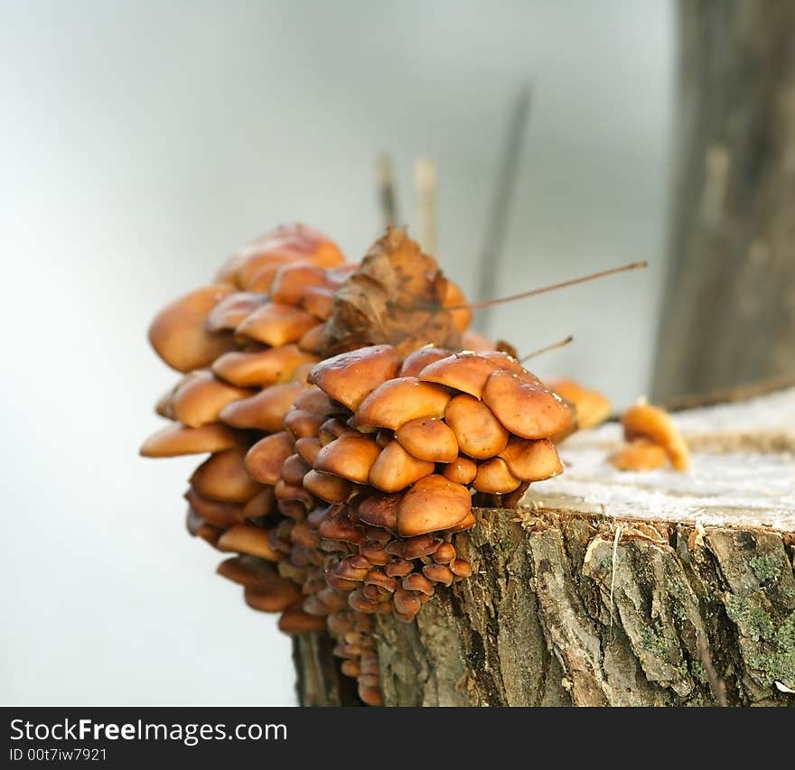 Mushrooms on the stump. Russian nature, Voronezh area. Mushrooms on the stump. Russian nature, Voronezh area.