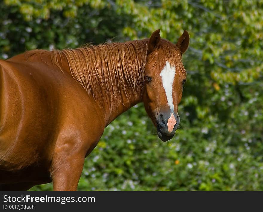 Brown horse at the ranch