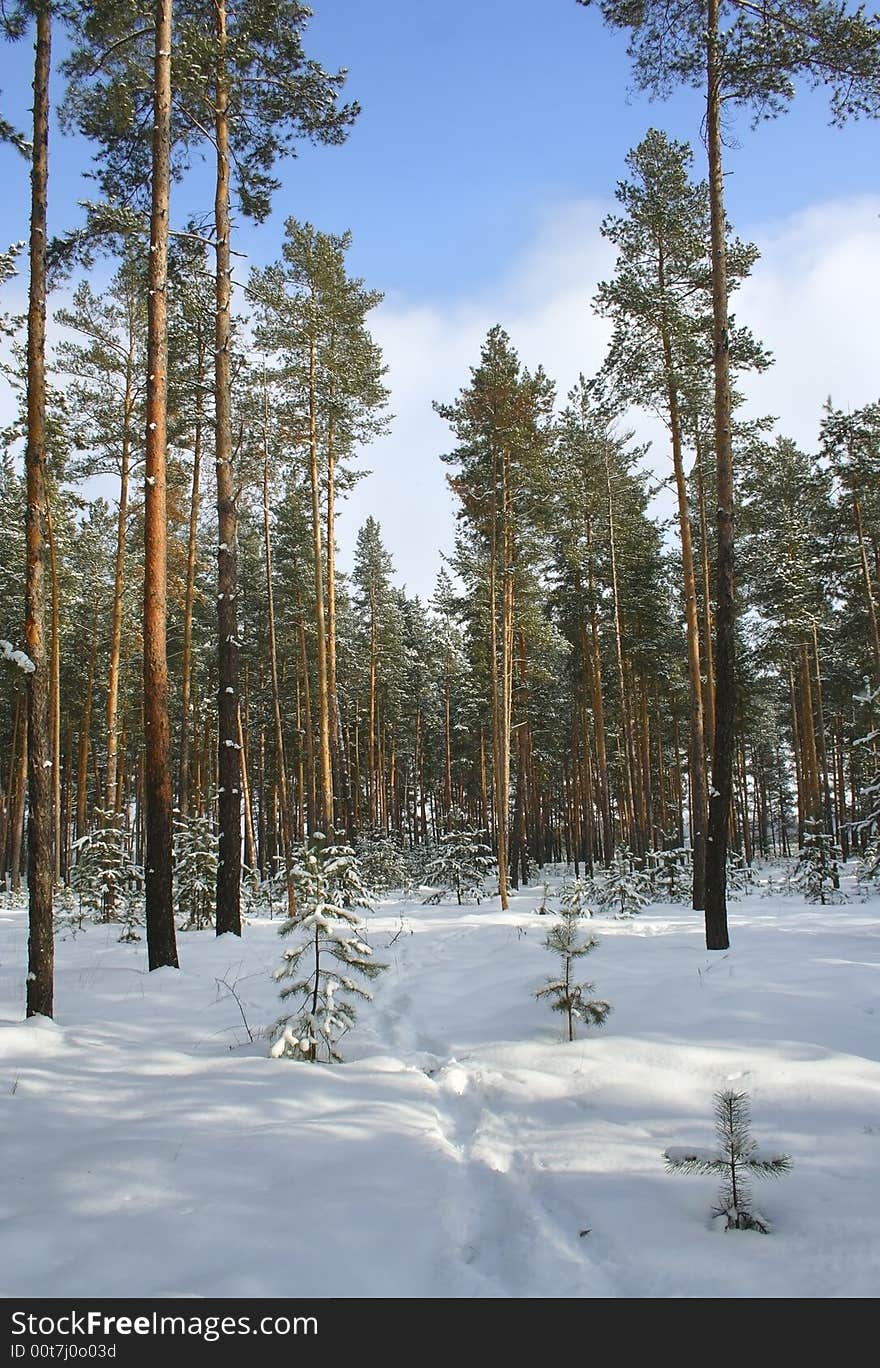 Winter Forest.