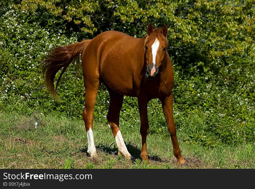 Brown horse at the ranch