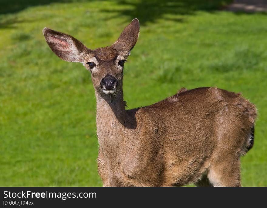 Deer standing on the grass