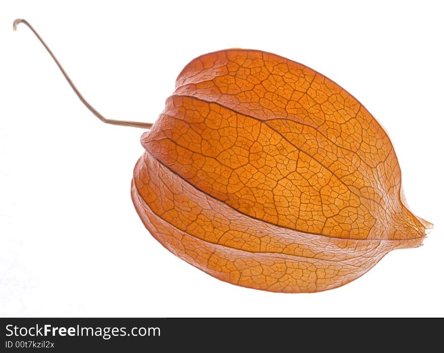 Orange physalis