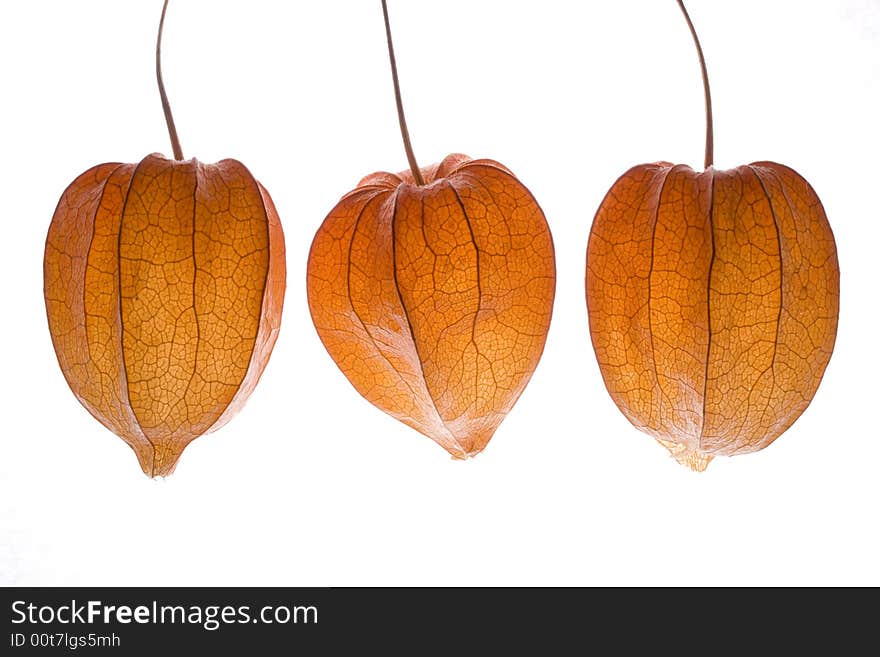 Orange physalis