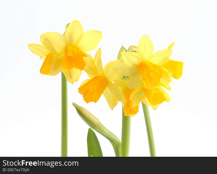 Yellow daffodils on a white