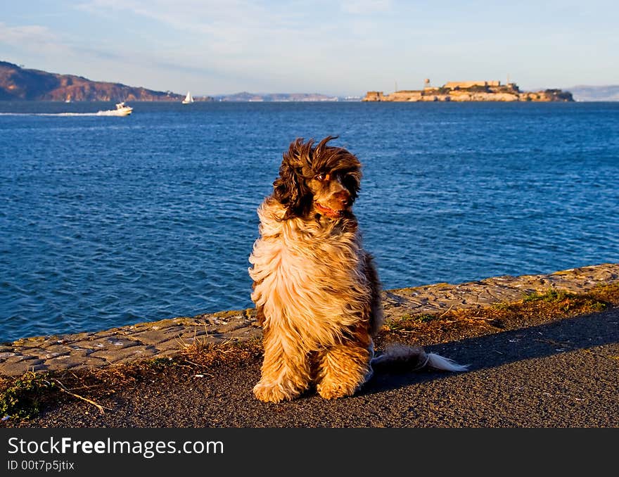 Dog enjoying sunset by the ocean