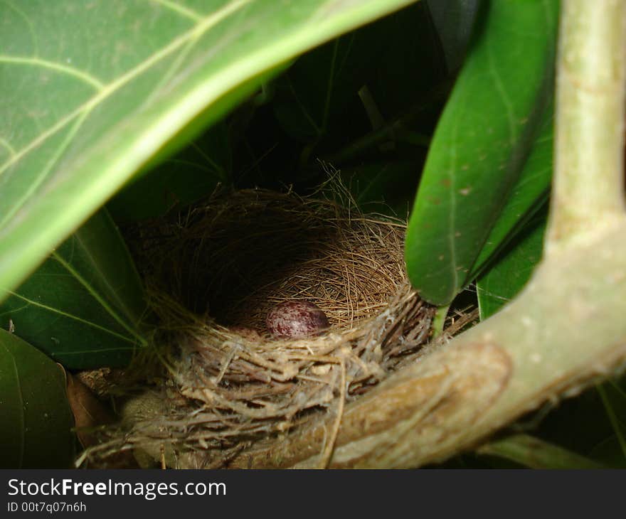 Bird nest built on tree branch