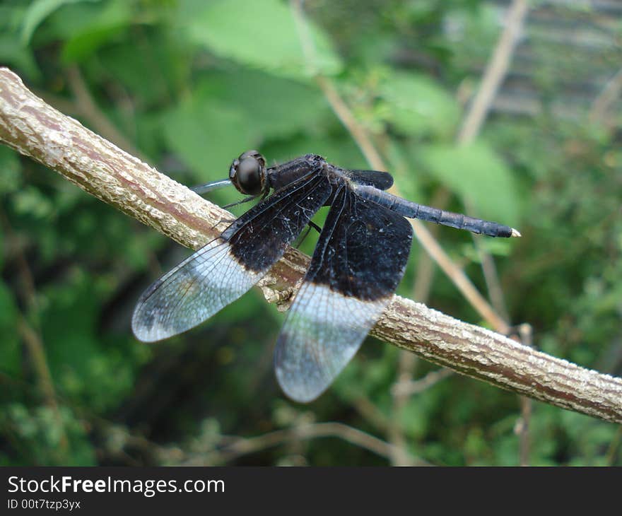 Dragon fly on the tree branch