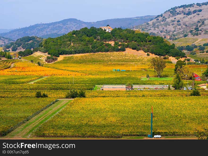 Vineyard In Autumn