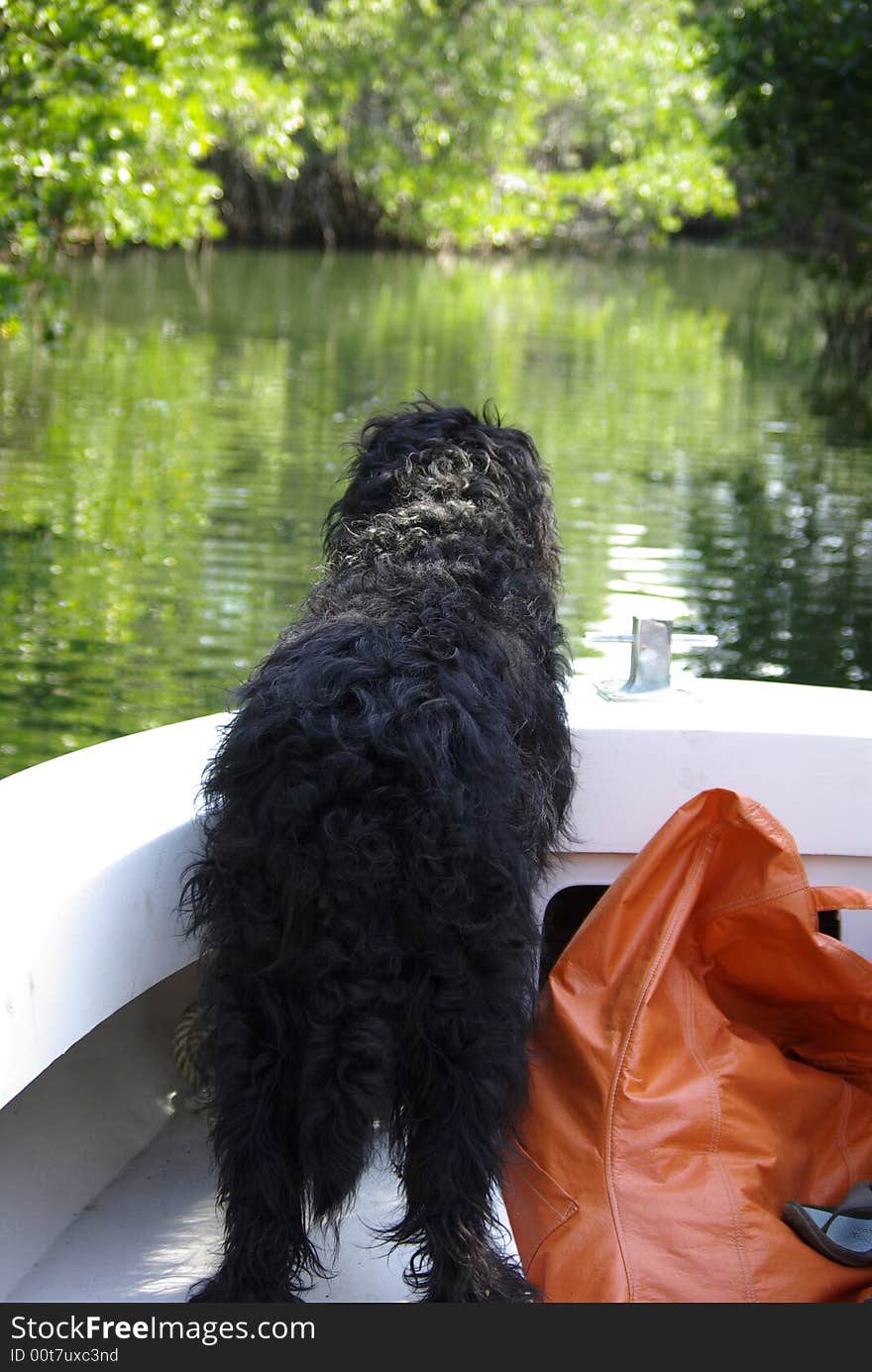 A dog surveys the horizon along a Florida Canal. A dog surveys the horizon along a Florida Canal