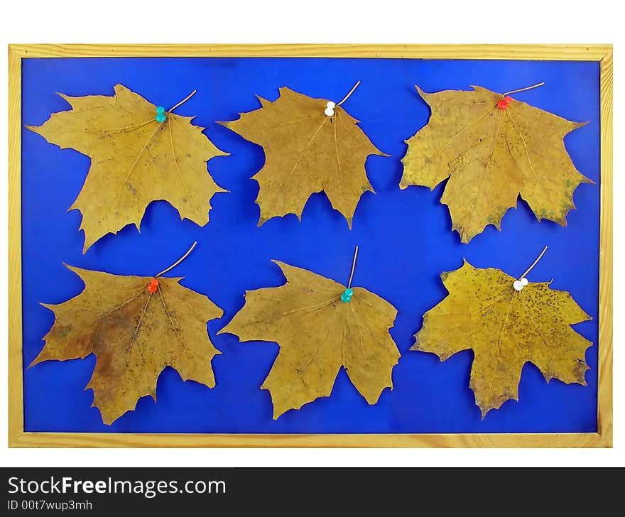 notice-board with last year's maple   
  yellow leafs. notice-board with last year's maple   
  yellow leafs