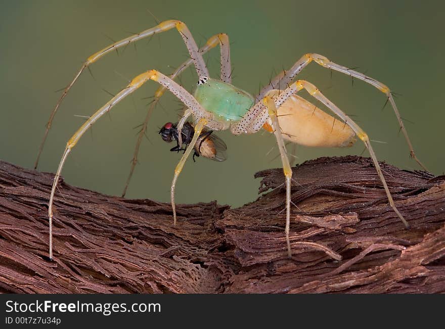 A female green lynx spider is walking over a vine while carrying a fly. A female green lynx spider is walking over a vine while carrying a fly.