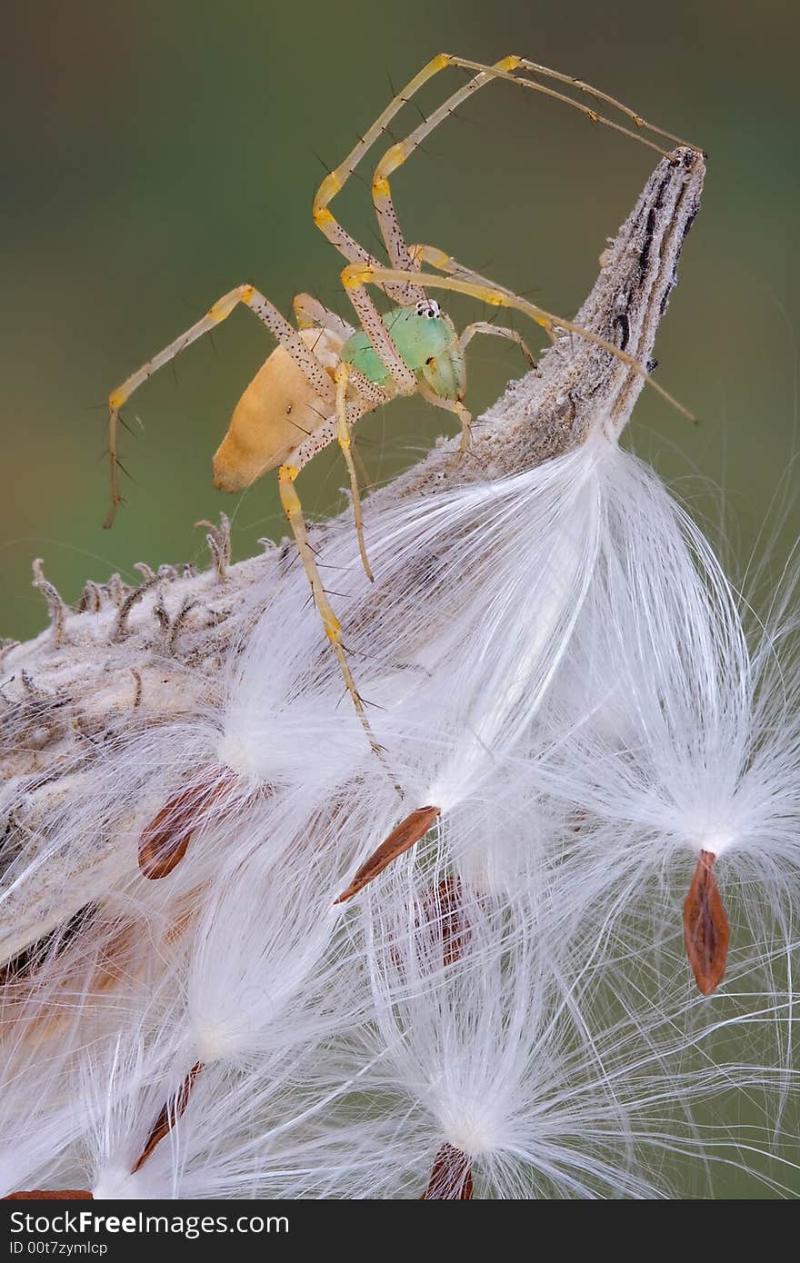 Lynx Spider On Milkweed