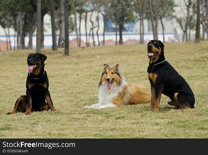 The dogs of Collie and asheng