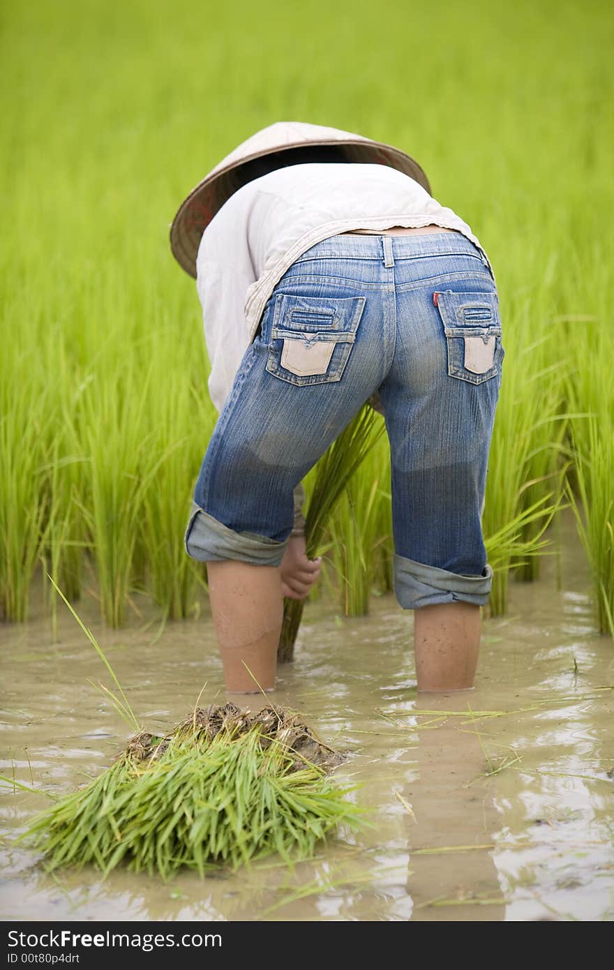 Work on the rice field, Laos