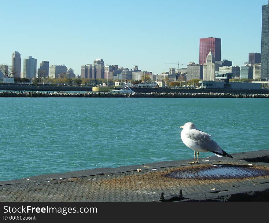 Seagull In Chicago