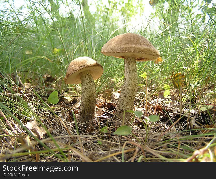 A summer is time to gather mushrooms. For this purpose it is needed in the early morning to appear in-field.  Every type of mushrooms grows in certain places. The name of these mushrooms speaks for itself - they grow under birchs. A summer is time to gather mushrooms. For this purpose it is needed in the early morning to appear in-field.  Every type of mushrooms grows in certain places. The name of these mushrooms speaks for itself - they grow under birchs.