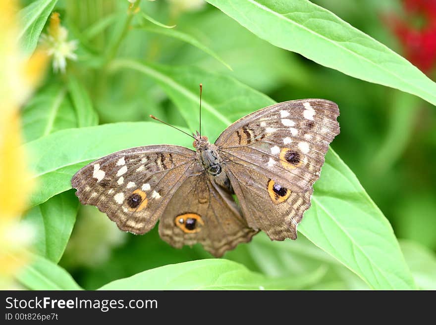 One grey butterfly stop above some leaves