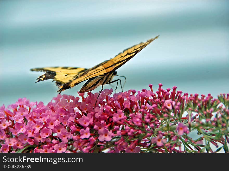 Butterfly on a flower in the later summer.