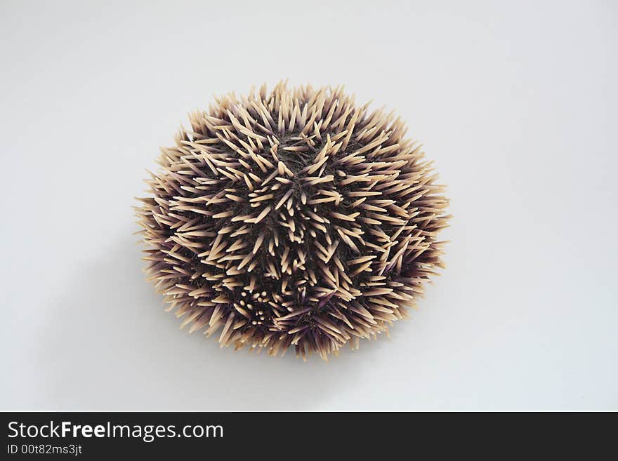 Underwater life, seashell on white background